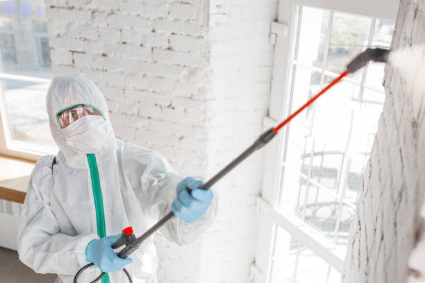 Best Basement Mold Removal  in Pine Bluffs, WY