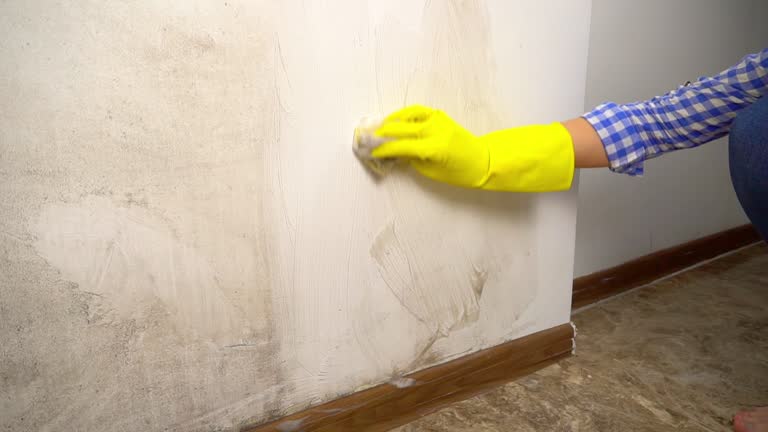 Trusted Pine Bluffs, WY Mold Removal Experts