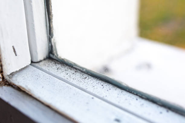 Best Dehumidification Services  in Pine Bluffs, WY