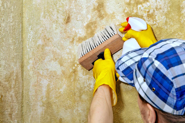 Best Environmental Consulting for Mold Prevention  in Pine Bluffs, WY