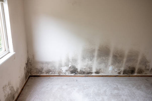 Best Attic Mold Removal  in Pine Bluffs, WY