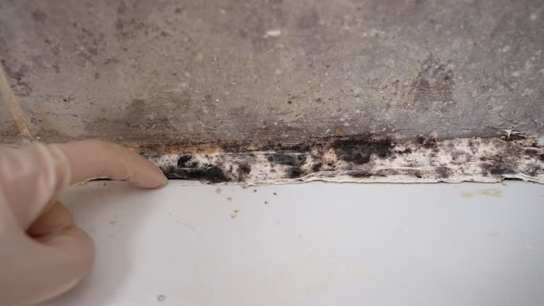 Best Mold Odor Removal Services  in Pine Bluffs, WY
